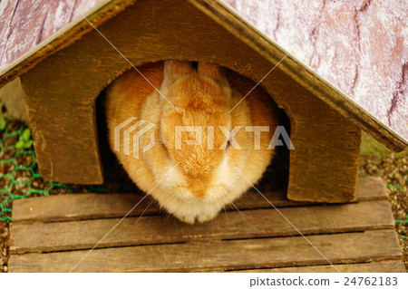 Floral village rabbits 24762183