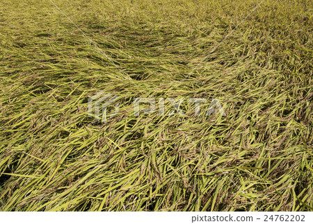 落下的米飯 24762202