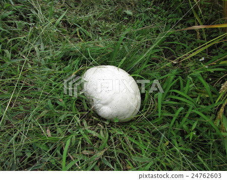 Onyxesbe Onyxesbe 24762603