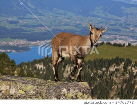 Cute alpine ibex baby Cute alpine ibex baby 24762778