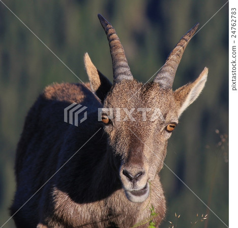 Female alpine ibex 24762783