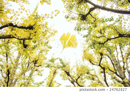 Ginkgo biloba leaves falling down and the ginkgo trees surrounding it 24762827