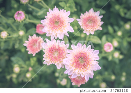 Flowers, flowers chrysanthemum, Chrysanthemum wall 24763118