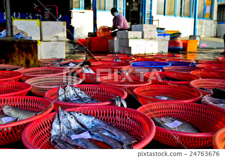 一件現金發售,台灣苗木板栗Ryuho漁港 一件現金發售,台灣苗木板栗Ryuho漁港 24763676