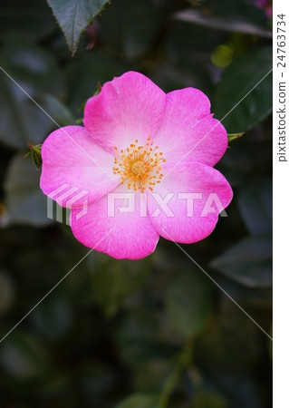 玫瑰(沙斯塔)Sakaki Chikumagawa玫瑰園 玫瑰(沙斯塔)Sakaki Chikumagawa玫瑰園 24763734