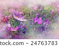 shallow DOF cosmos flowers background 24763783