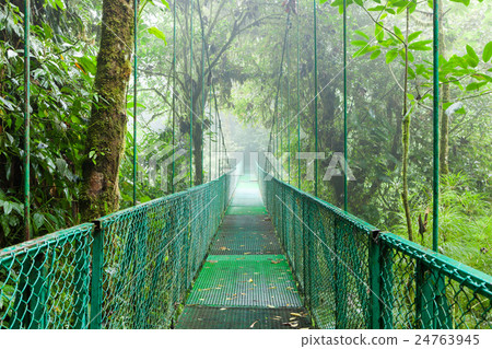Suspension bridge in rainforest 24763945