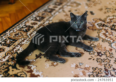 Black cat lies on the carpet with eastern-style 24763951