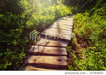 Boardwalk in the forest Boardwalk in the forest 24764087
