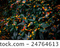 落葉 24764613