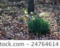 水仙 24764614