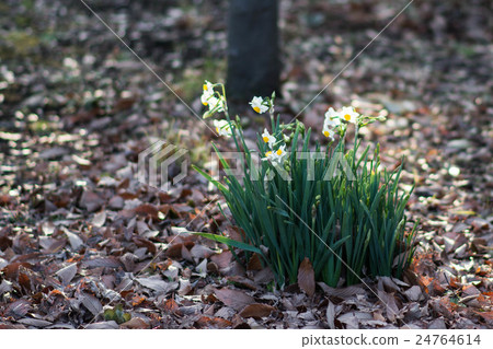 水仙 水仙 24764614