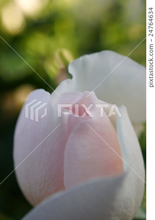 Roses (Heritage) Sakaki Chikumagawa Rose Park Roses (Heritage) Sakaki Chikumagawa Rose Park 24764634