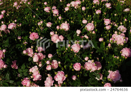 Roses (Heritage) Sakaki Chikumagawa Rose Park Roses (Heritage) Sakaki Chikumagawa Rose Park 24764636