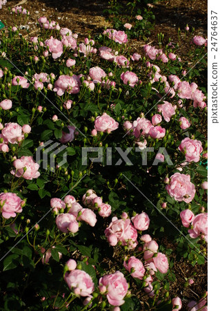 玫瑰(遺產)Sakaki Chikumagawa玫瑰園 玫瑰(遺產)Sakaki Chikumagawa玫瑰園 24764637