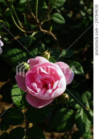 Roses (Heritage) Sakaki Chikumagawa Rose Park Roses (Heritage) Sakaki Chikumagawa Rose Park 24764638