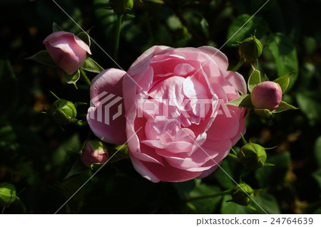 玫瑰（遺產）Sakaki Chikumagawa玫瑰園 24764639