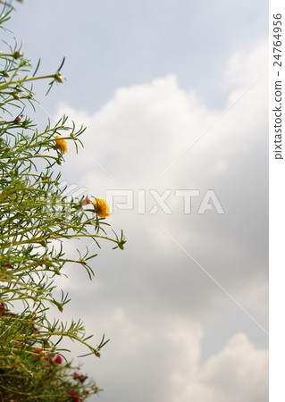 Flowers and Sky Flowers and Sky 24764956