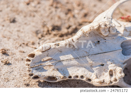 Dog skull in grass 24765172