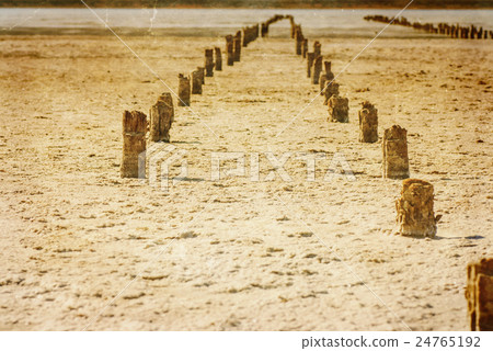 Petrified tree stubs on the lake, Kuyalnik 24765192