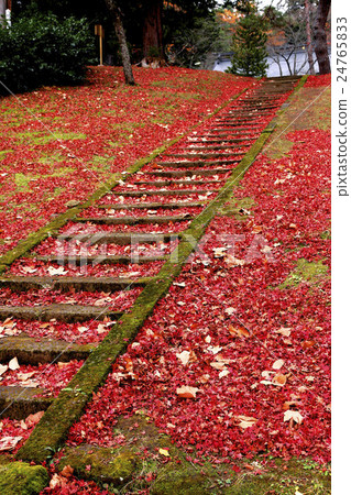 Tsuchi Shrine in autumn Tsuchi Shrine in autumn 24765833