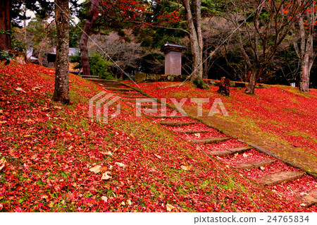 Tsuchi神社在秋天 24765834