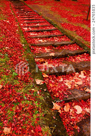 Tsuchi Shrine in autumn 24765835