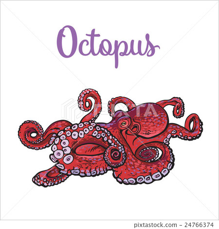 Drawing of octopus isolated on white background Drawing of octopus isolated on white background 24766374