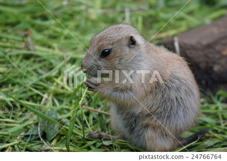 Ogura Prairie Dog 83 Ogura Prairie Dog 83 24766764
