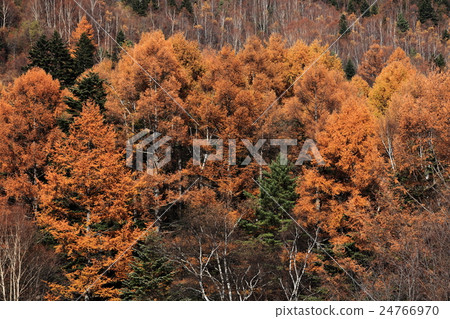 山田牧場在秋天 山田牧場在秋天 24766970