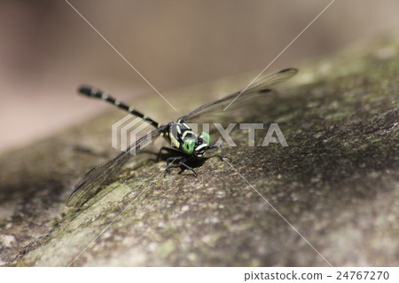 Ogylosaniae Ogylosaniae 24767270