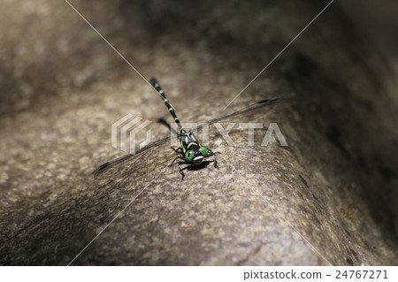 Ogylosaniae 24767271