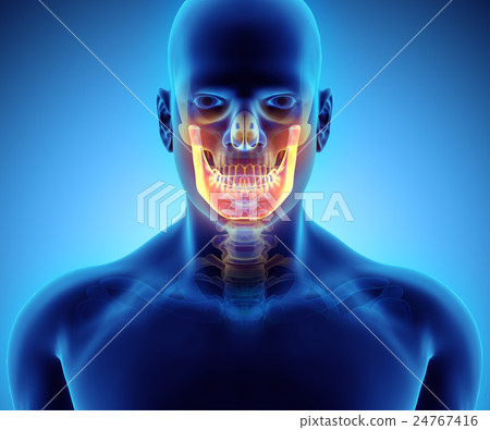 3D illustration of Mandible, medical concept. 24767416