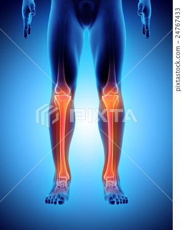 3D illustration of Tibia, medical concept. 3D illustration of Tibia, medical concept. 24767433