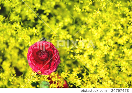 插花 24767478