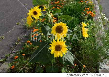 Autumn sunflower blooming on the sidewalk of Wakkanai Autumn sunflower blooming on the sidewalk of Wakkanai 24768140