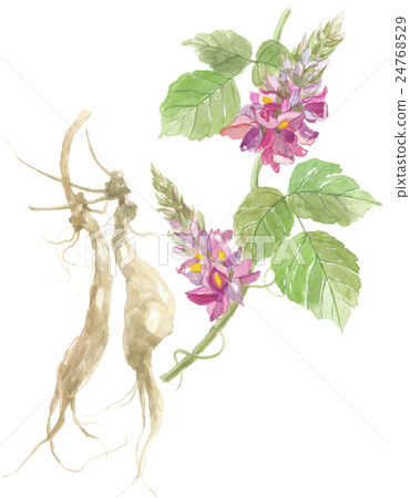 Kuzu no Hana / Root 24768529