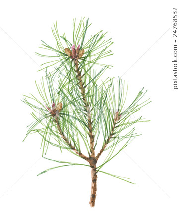 Pine 24768532
