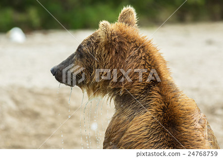 Portrait of a brown bear close up. Kurile Lake. Portrait of a brown bear close up. Kurile Lake. 24768759
