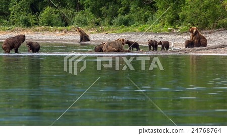 Group of brown bears with offspring on the shore Group of brown bears with offspring on the shore 24768764
