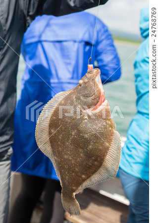 Flounder on hook. Bottom sea fishing in the Flounder on hook. Bottom sea fishing in the 24768769