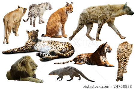 Set of African predators isolated over white 24768858
