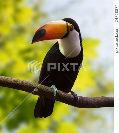 Toucan against nature Toucan against nature 24768874