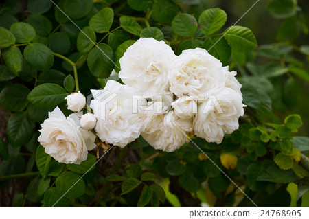 white rose bush 24768905