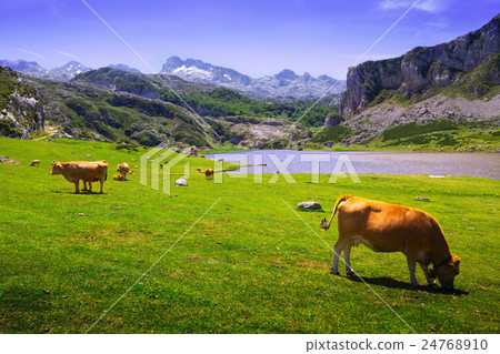 mountains landscape with lake and pasture 24768910