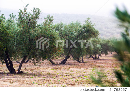 Black olives plant at agricultural fields Black olives plant at agricultural fields 24768967