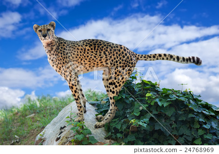 cheetah standing on stone 24768969