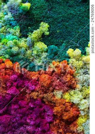 Colorful lichen 24769006