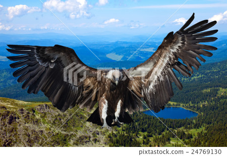 Flying griffin Flying griffin 24769130