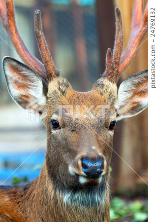 Sika deer Sika deer 24769132